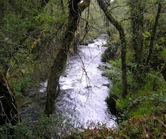 Río Ulla y Pesca a Mosca Gallaecia limpiarán el Liñares